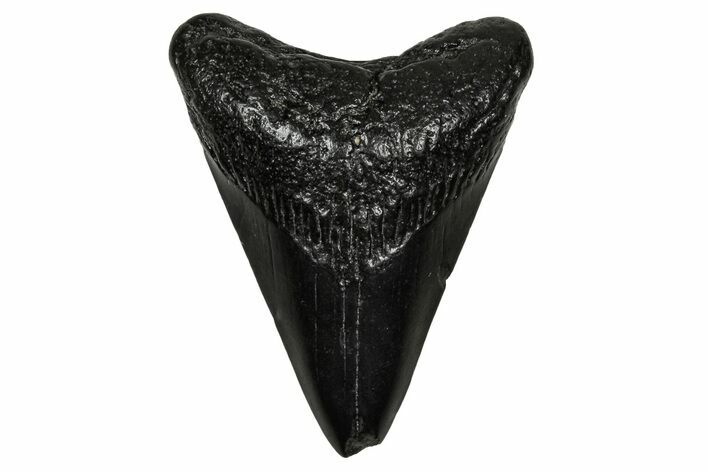 Juvenile Megalodon Tooth - South Carolina #340425